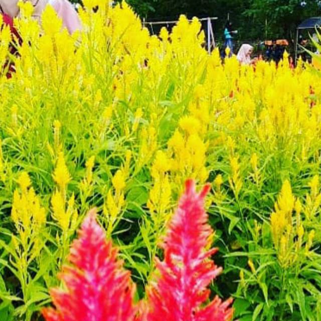 

Celosia warna kuning 250 biji