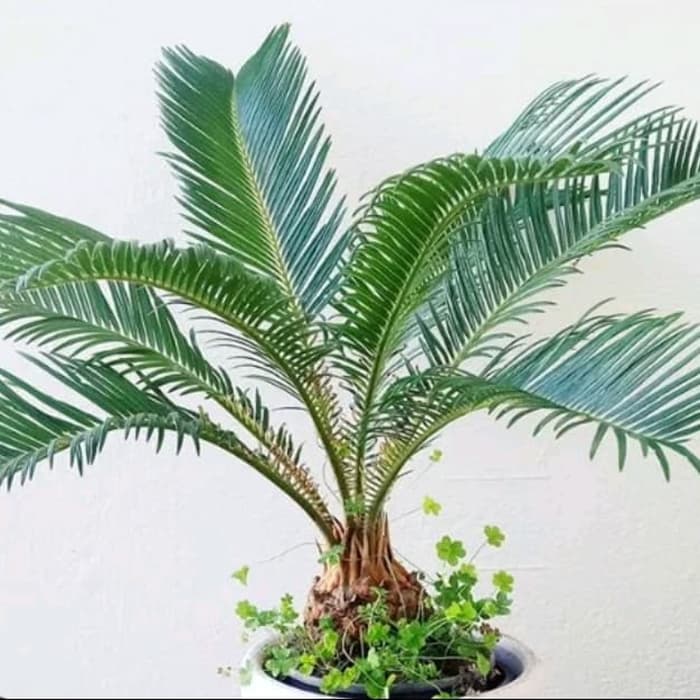 bibit/benih/anakan Tanaman hias palm sikas mini