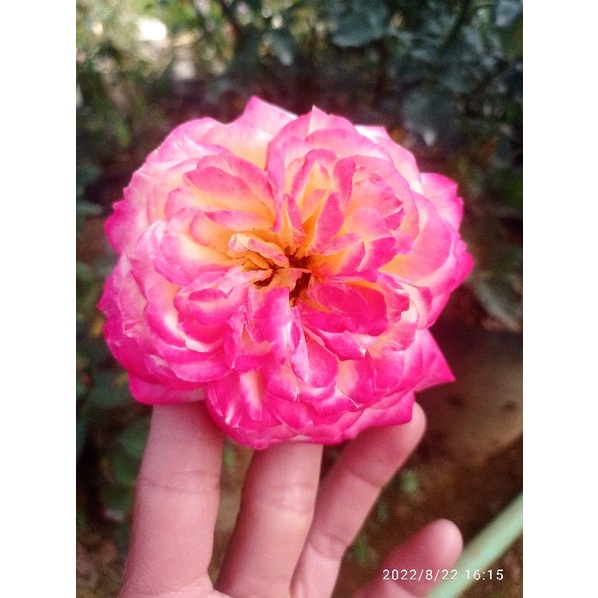 

Cordes Jubilee Rose Full Media