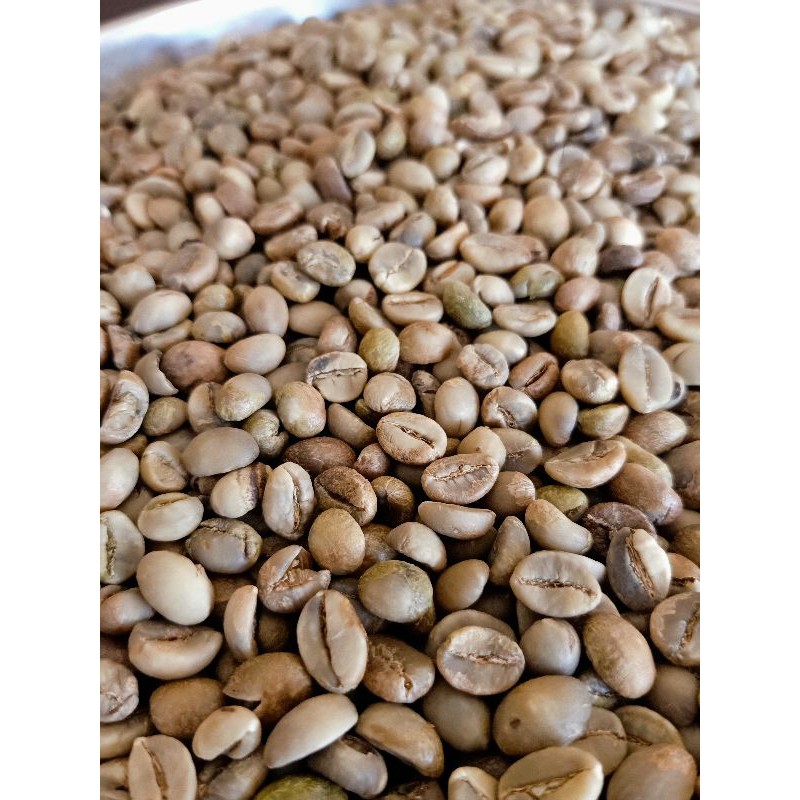 Biji Kopi mentah / greenbean Robusta asli lereng Semeru 1Kg