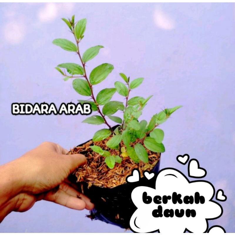 Bibit daun bidara arab alat untuk rukyah tanaman pengusir jin