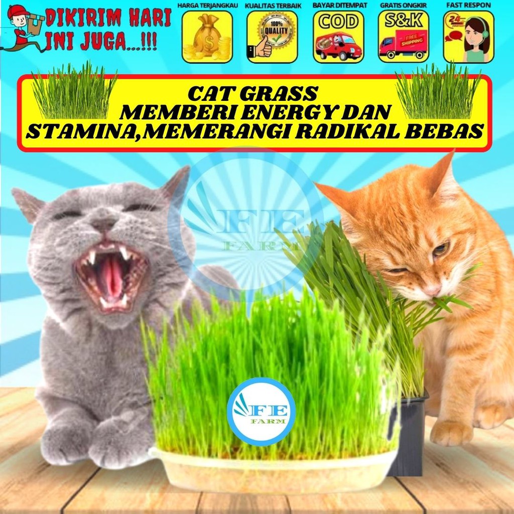 Cat Grass 50Gram Benih Rumput Kucing Wheat Grass Sades gras Cat Gras FEFARM