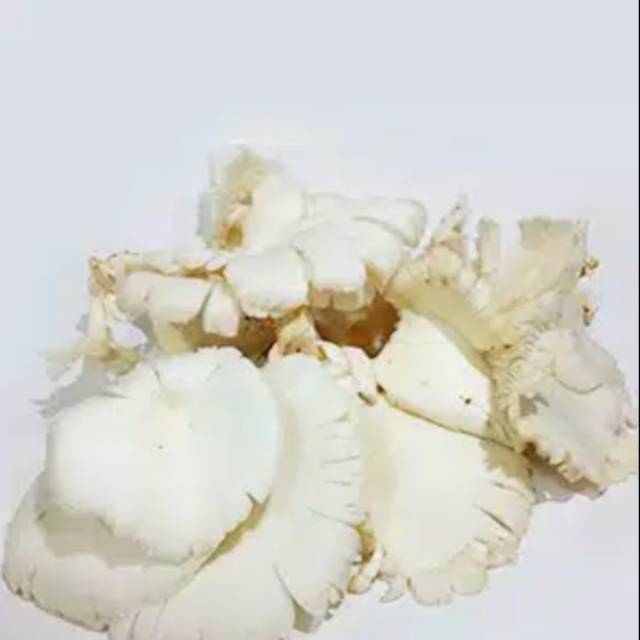 

Jamur tiram 250 gram