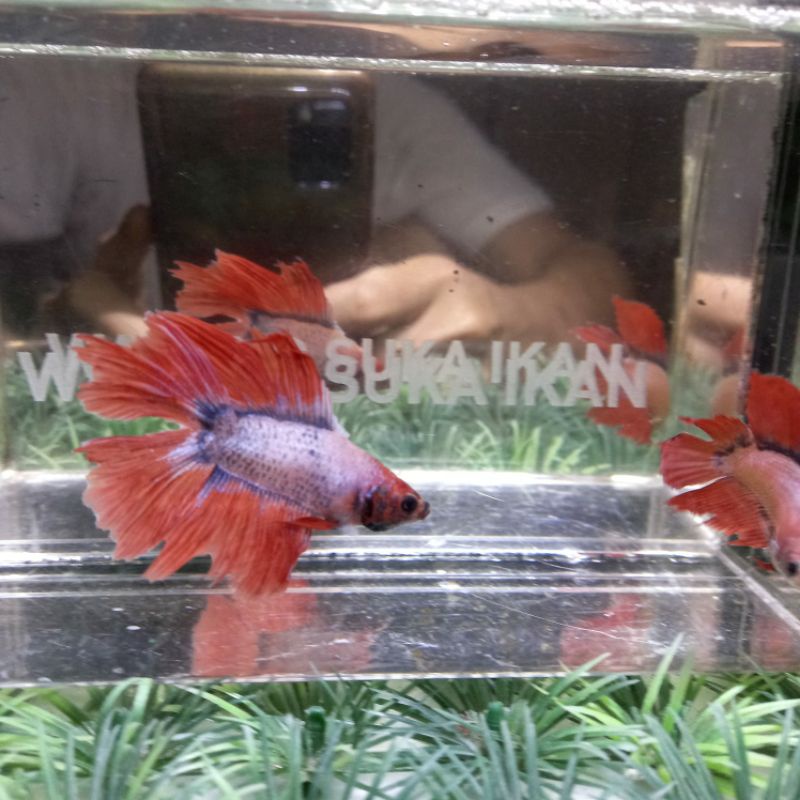 SEPASANG CUPANG HMDT MASCOT ORANGE 100%REALPICT