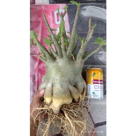 Adenium Emerald crown x Khz DD