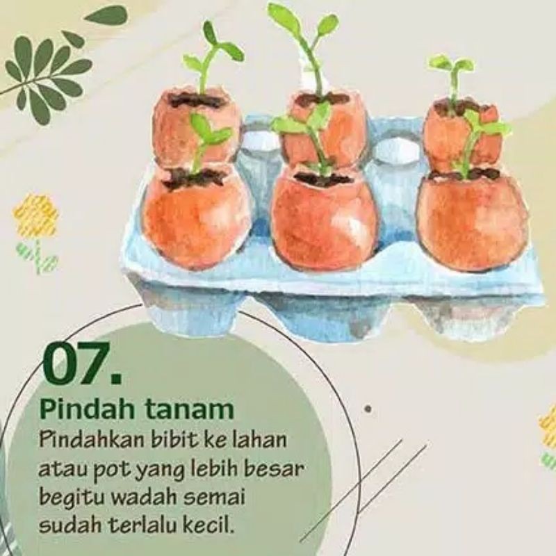 Benih Sayur Bibit Tanaman Sayuran Bawang Cabe Kacang Oyong Pare Timun Terong Tomat Wortel-7