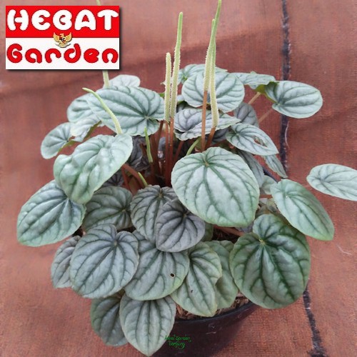 Peperomia kerut silver - peperomia caperata silver