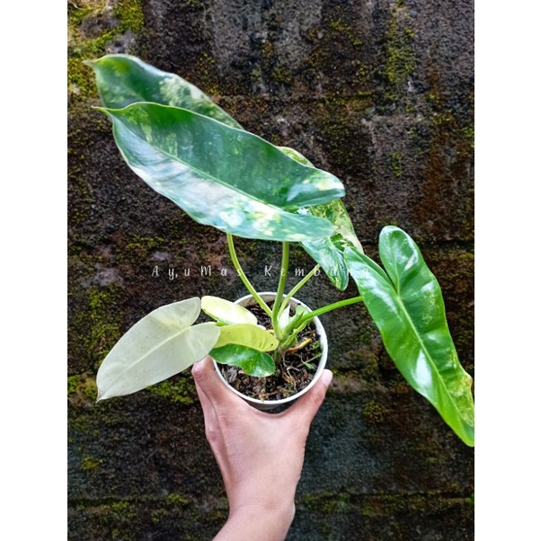 Philodendron Burlemarx Varigated/Burlemarx Varigata Philodendron