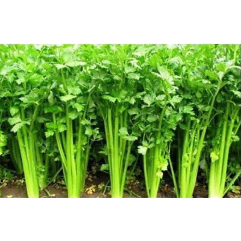Benih seledri summer - 200 Biji - Bibit tanaman impor hidroponik
