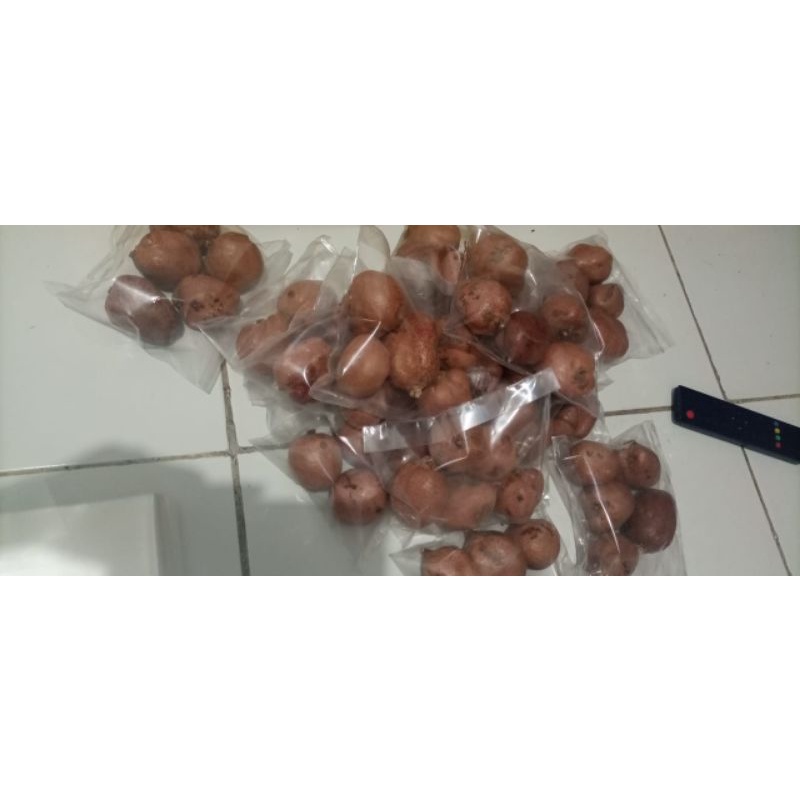 

Buah zuriat