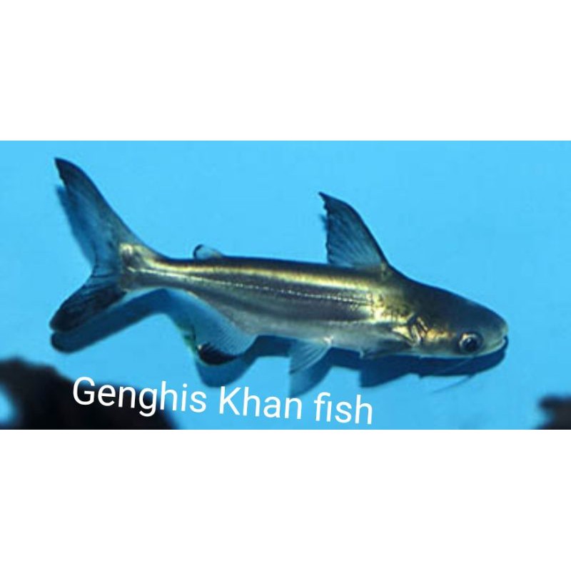 IKAN HIAS GENGHIS KHAN PREDATOR INSTANT ONLY