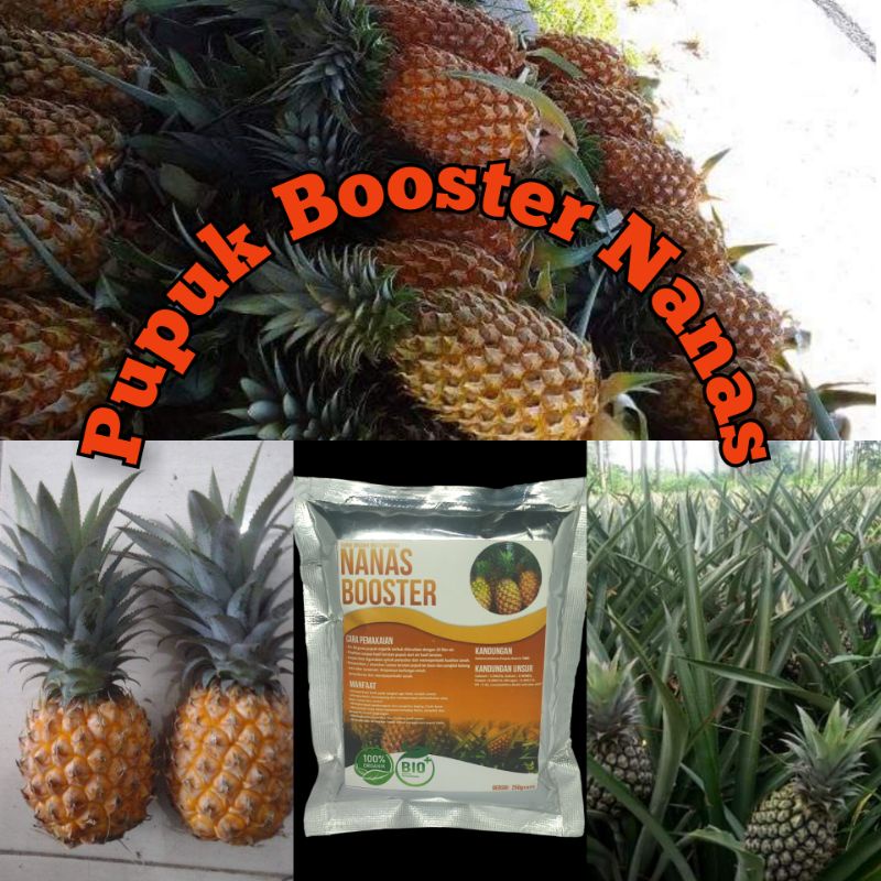 Pupuk booster buah NanasMurah Pupuk booster buah organik non kimia pupuk cair kilat npk urea merah p