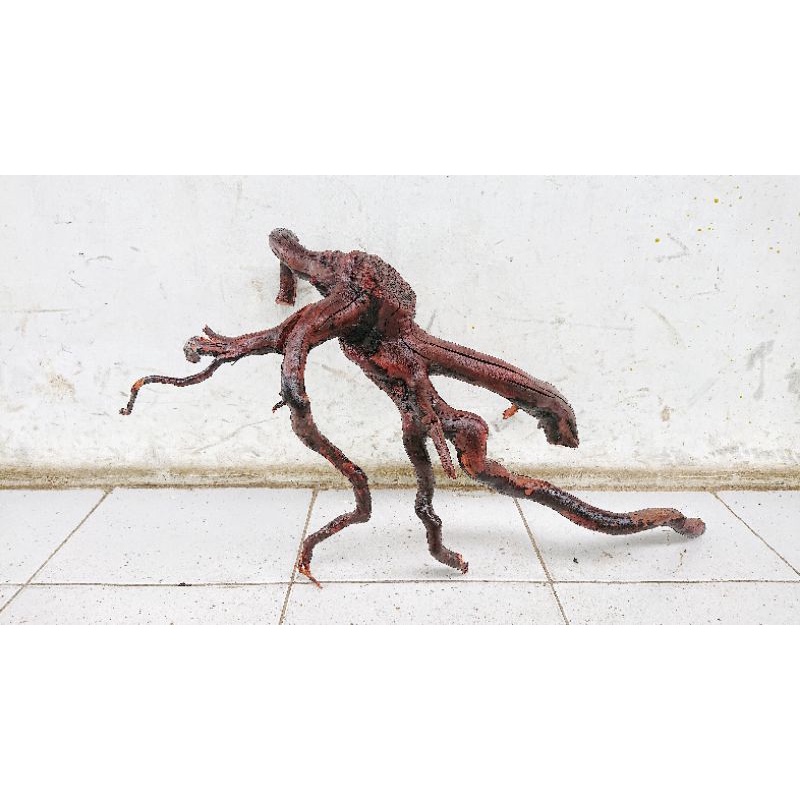 kayu santigi aquascape hardscape paludarium