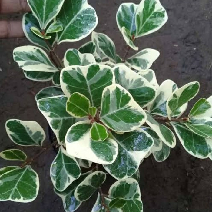 tanaman hias beringin kupu kupu varigata - beringin kupu kupu varigata