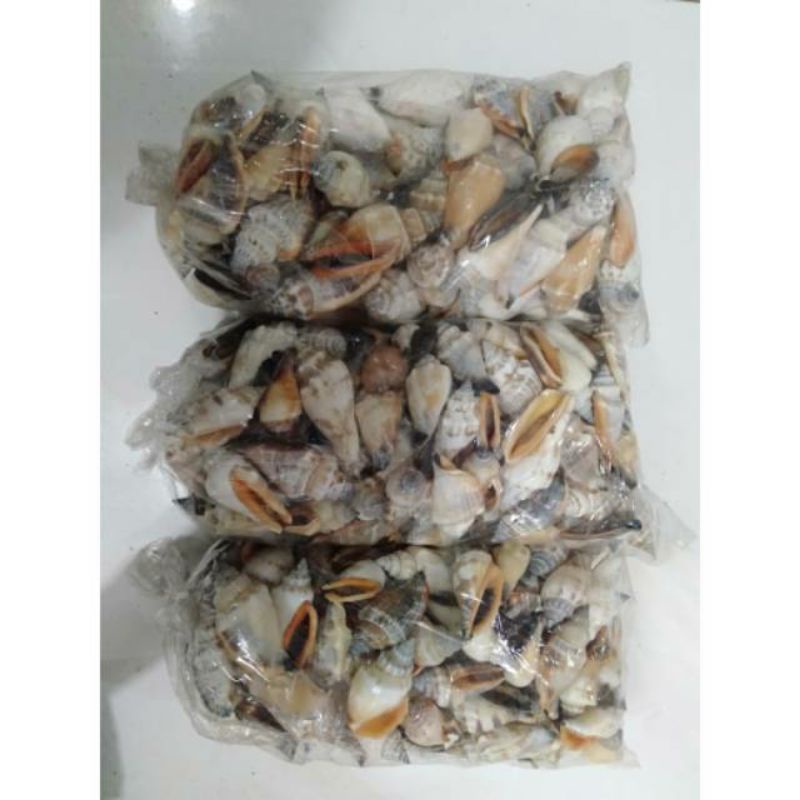 

cangkang kerang / kerang perceng