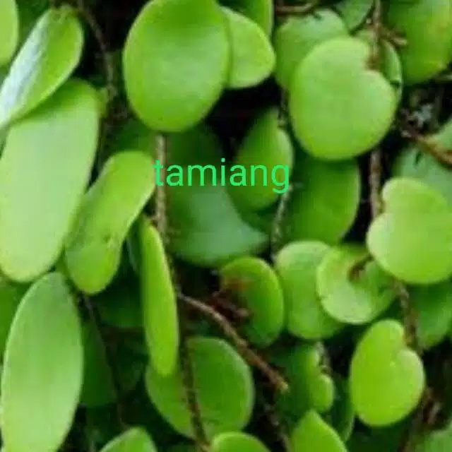 

herbal daun sisik naga fresh 250 gram Herbal alami Murah Obat herbal alami murah asli dari kampung