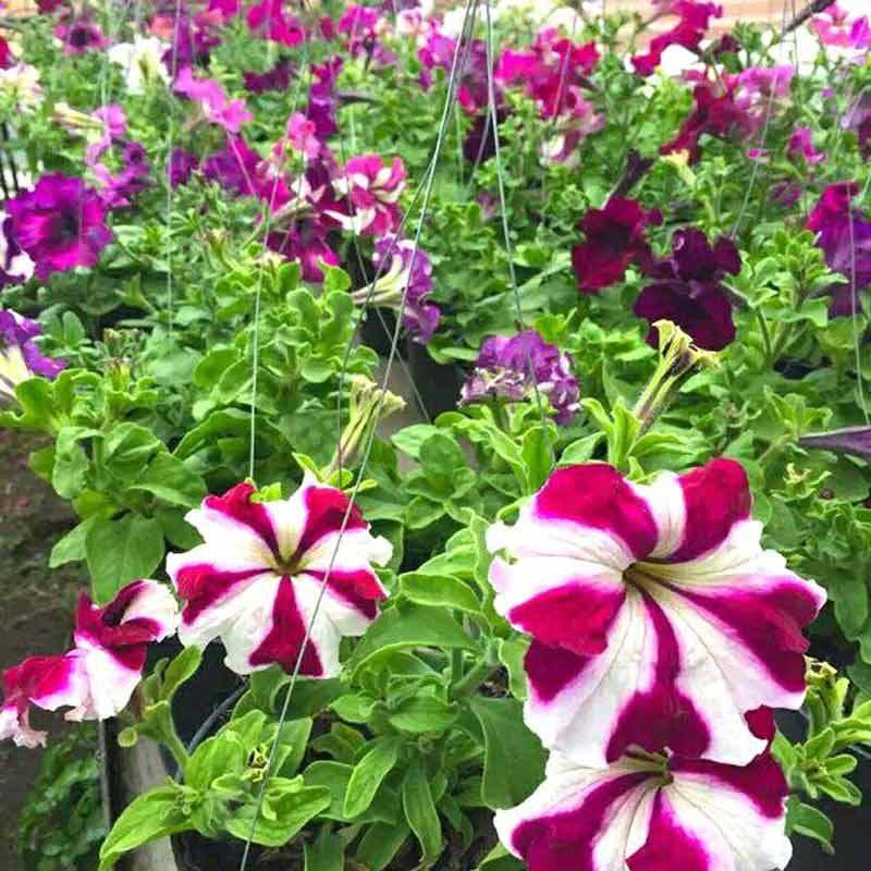 TANAMAN HIAS BUNGA GANTUNG PETUNIA