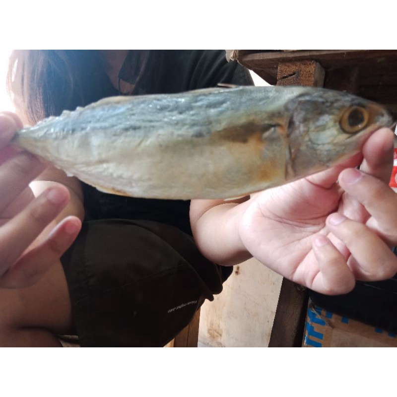 

ikan asin peda merah super