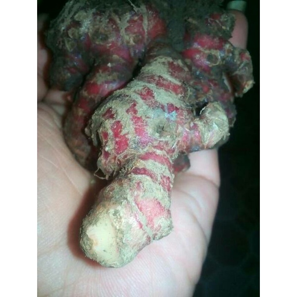 

Promo Murah Jahe Merah Segar 1 Kilo