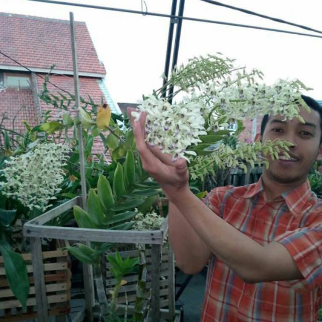 Anggrek Dendrobium Wulaiense Remaja