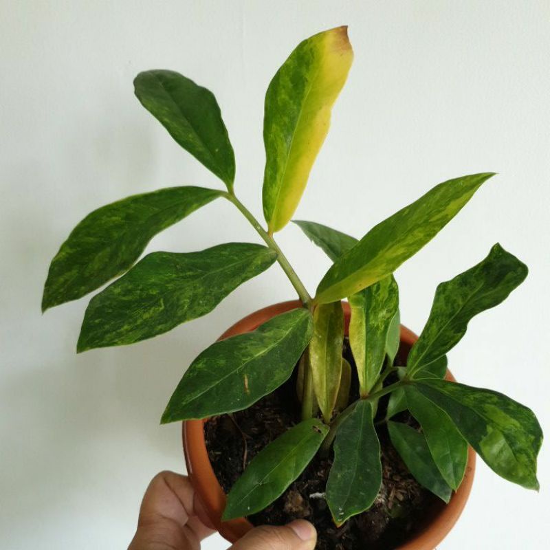 zamia variegata