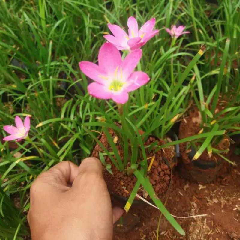 bibit bunga lily hujan