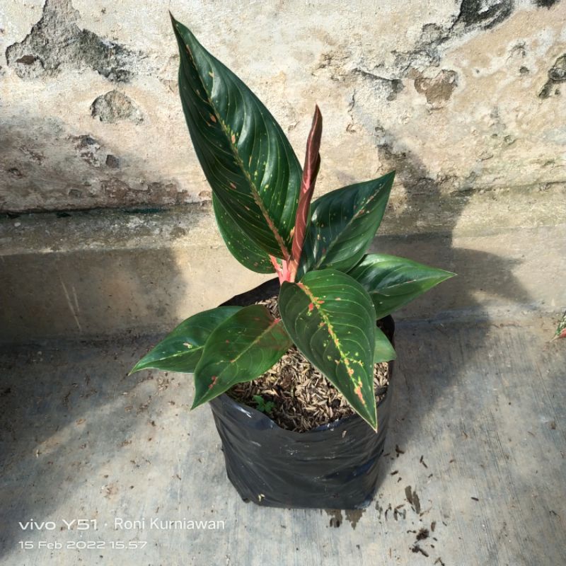 AGLONEMA HOT LADY BLACK