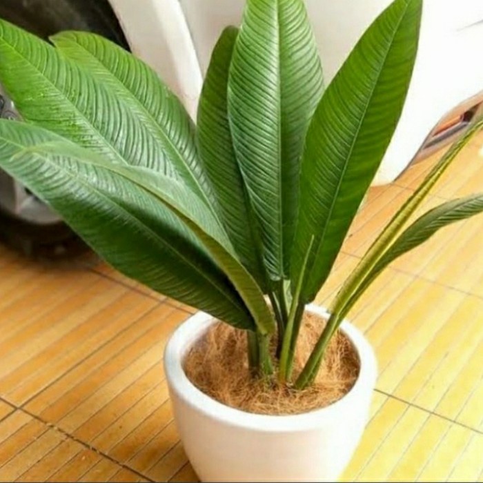 tanaman hias philodendron liyenet/ linet size BIG ukuran dewasa