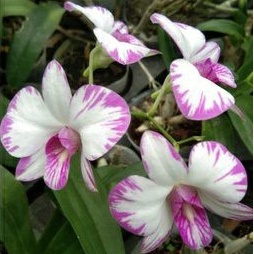Anggrek Dendrobium Enobi splash Knop