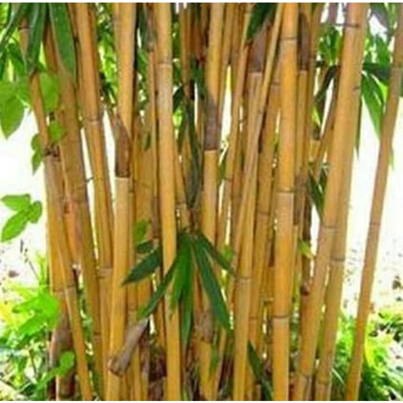 Bambu kuning,  bibit bambu kuning, bambu hias sudah berakar dan bertunas