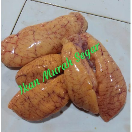 Jual Telor Ikan Patin Indonesia Shopee Indonesia
