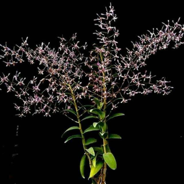 Anggrek Dendrobium Lineale blue (spesies)