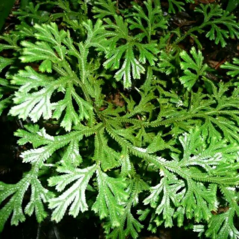 

DAUN CAKAR AYAM SEGAR 200gr