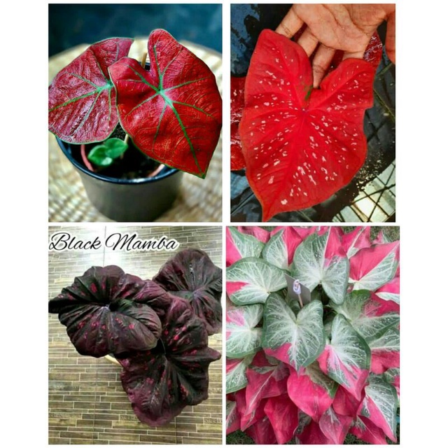 4 paket tanaman hias umbi caladium thailand