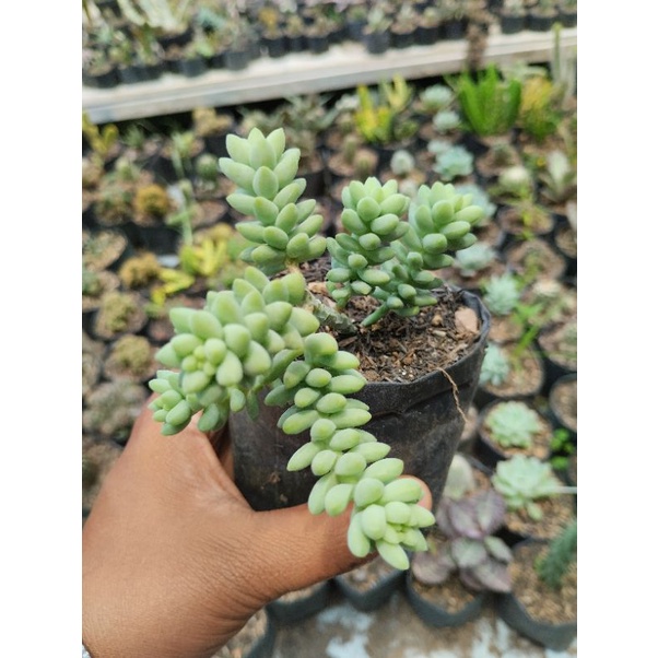 Sukulen gantung / sukulen airmata