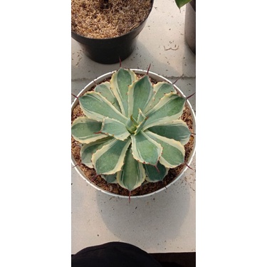 cuttingan Wijaya Kusuma mini