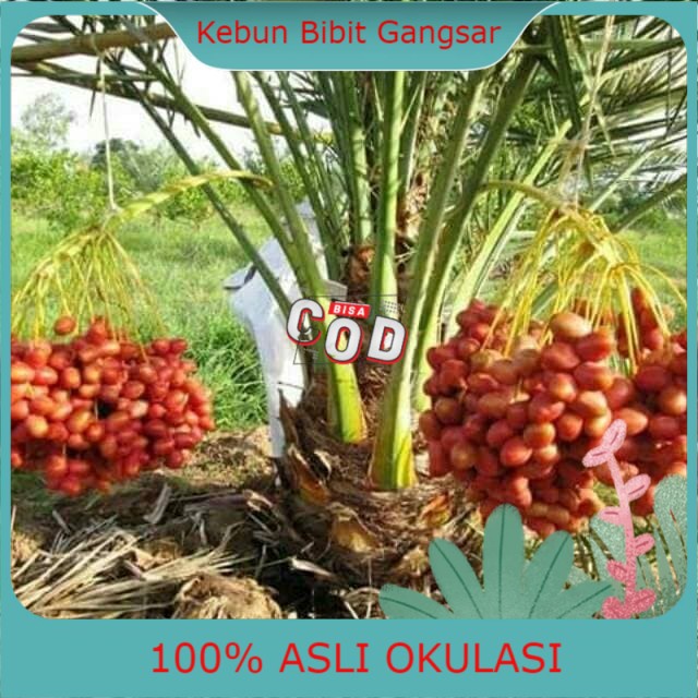 Bibit Kurma Kl1 Terlaris