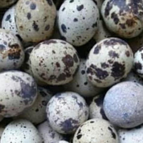 

Telur puyuh curah mentah fresh 250gr