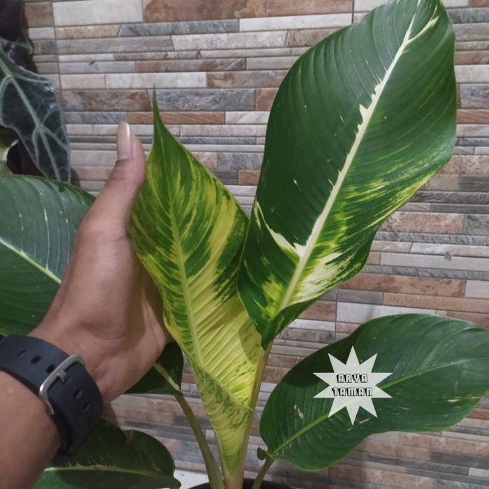 PROMO tanaman pisang bugis golden / pisang pisangan ( RARE PLANTS )
