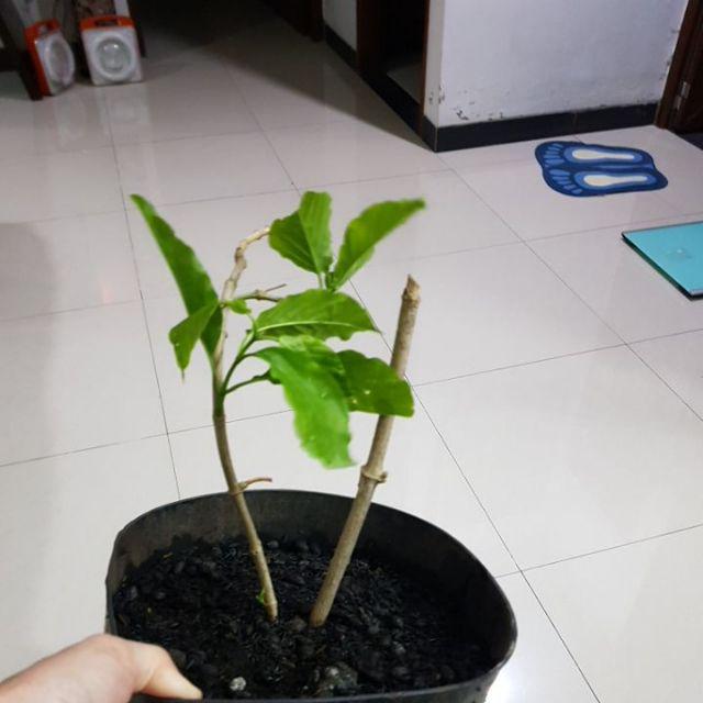 Tanaman Melati Pandan Wangi