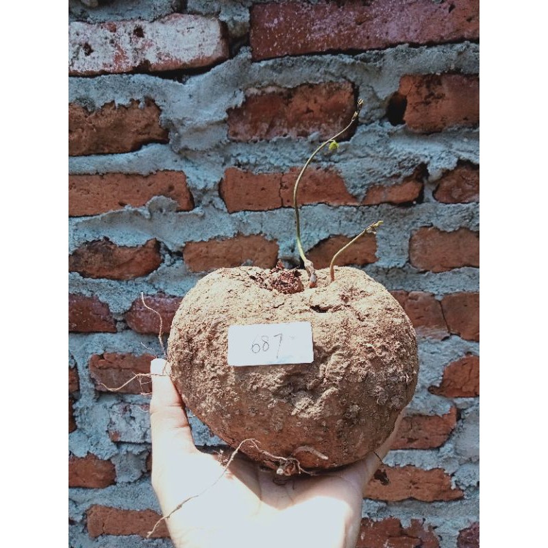 Tanaman hias Caudex Stephania Venosa ukuran berat kurang lebih 500gr siapa cepat dapat bentuk unik