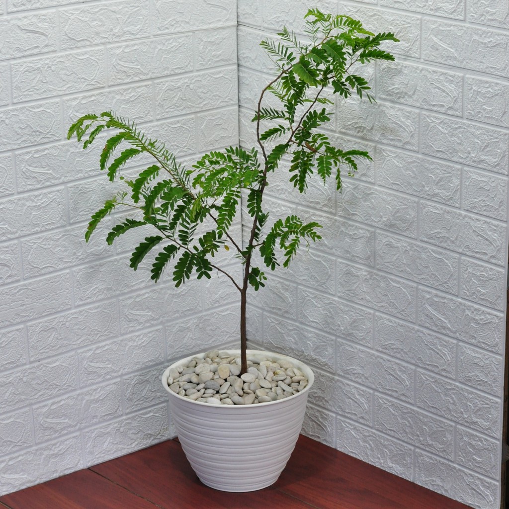 Tanaman Belimbing Wuluh / Averrhoa Bilimbi