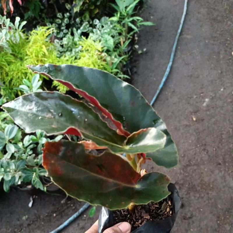 begonia  kuping kelinci