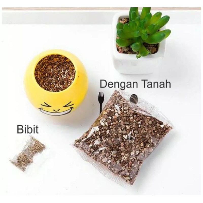 BLESSHOP Pot Bunga Tanaman Hias Hidup Mini DIY Sculen