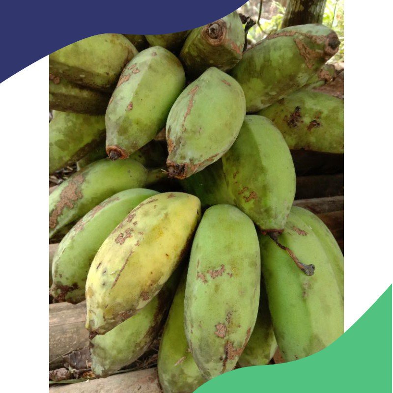 

terbaik pisang kepok lokal / cau gebrot per 1000 gram