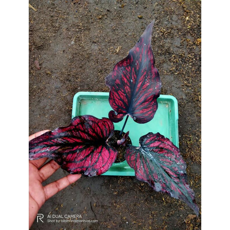 Tanaman hias caladium Red Stone