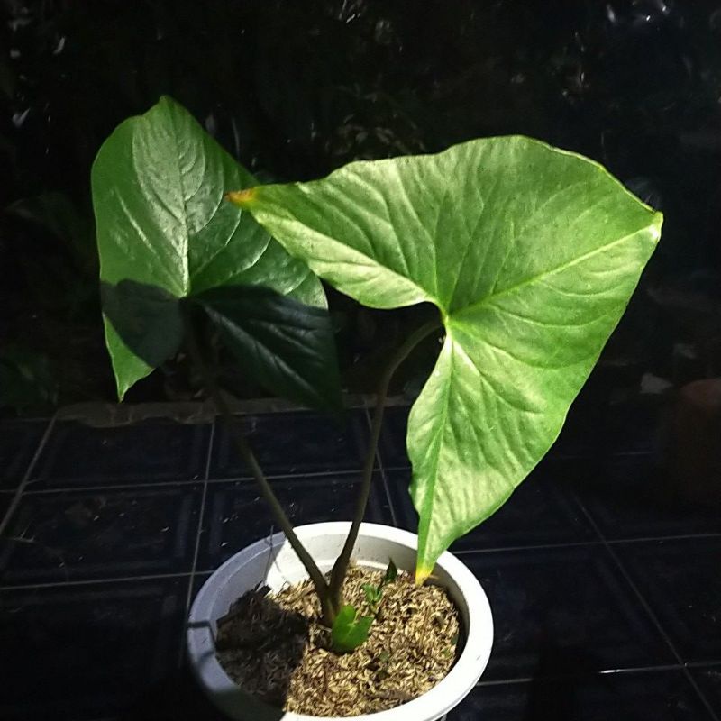tanaman hias alocasia Cyrtosperma green