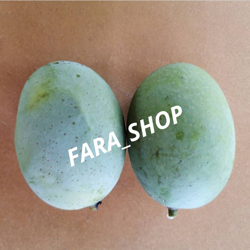 BIBIT TANAMAN BUAH MANGGA KWENI // BIBIT MANGGA KWENI