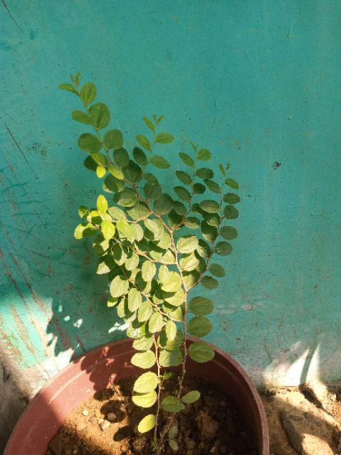 Pohon Bidara Arab Tinggi 20cm