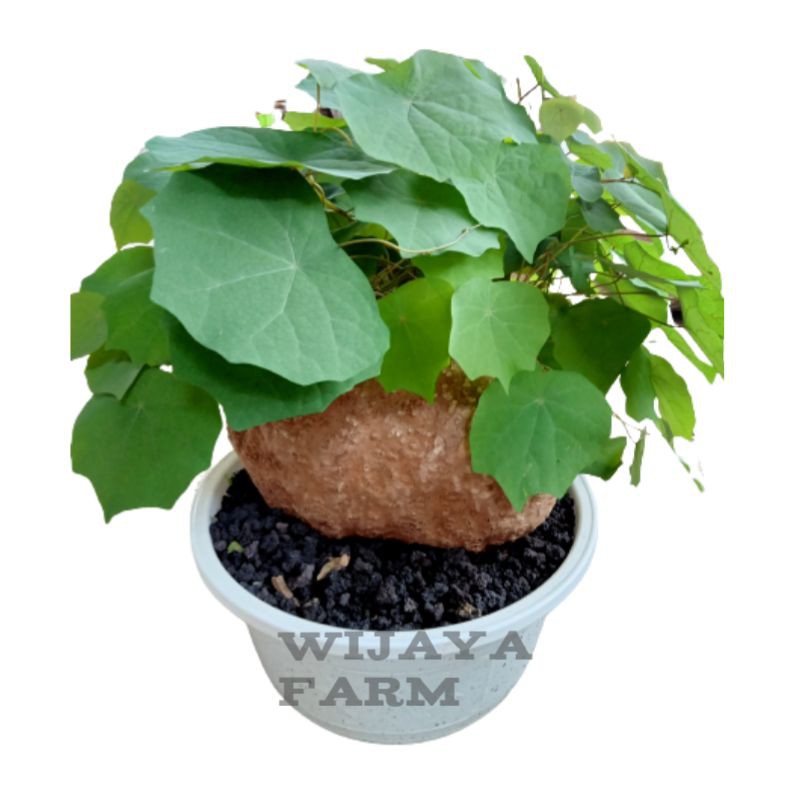 Tanaman hias Caudex Stephania Suberosa Venosa 2kg (PROMO hari ini)